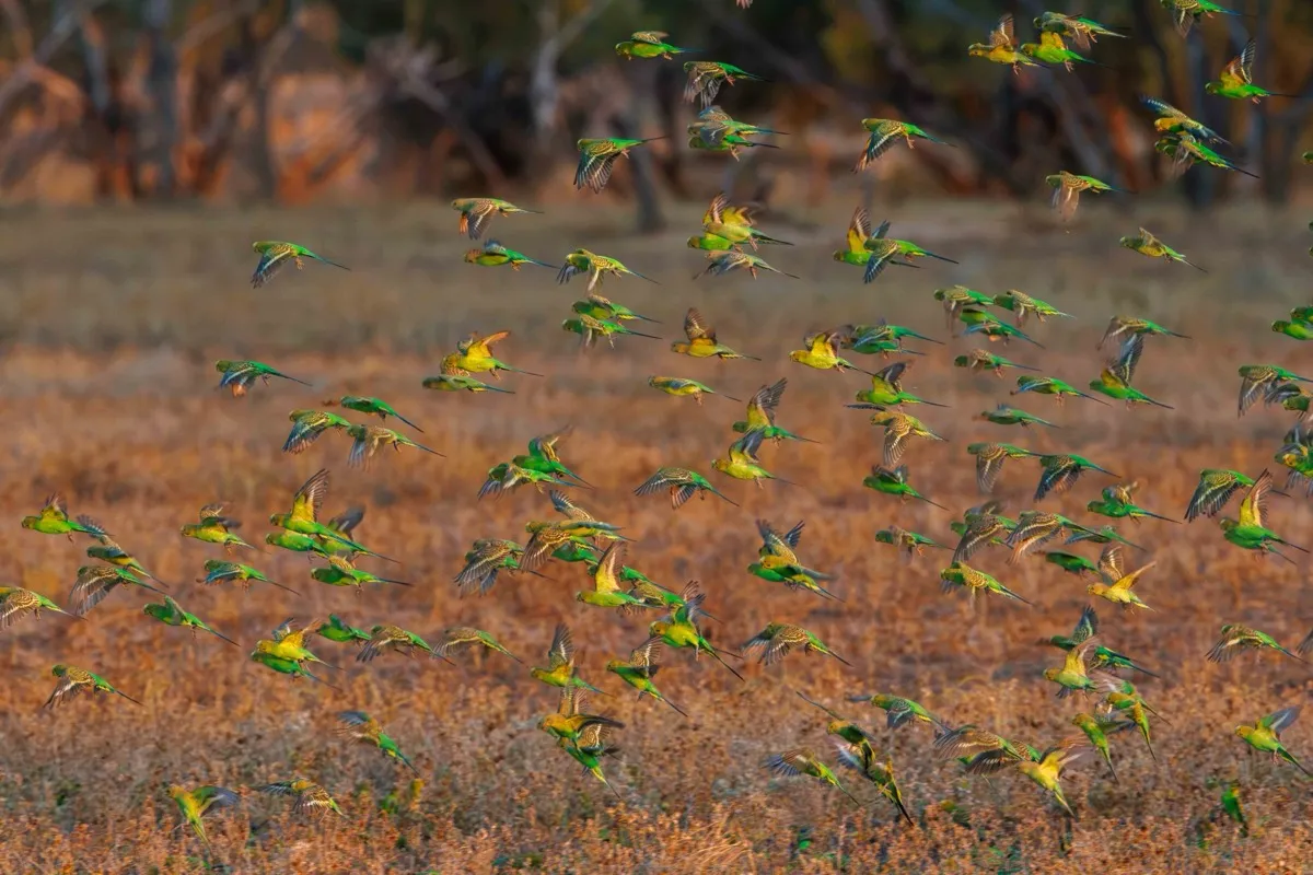 Budgerigars in flight over outback Australia