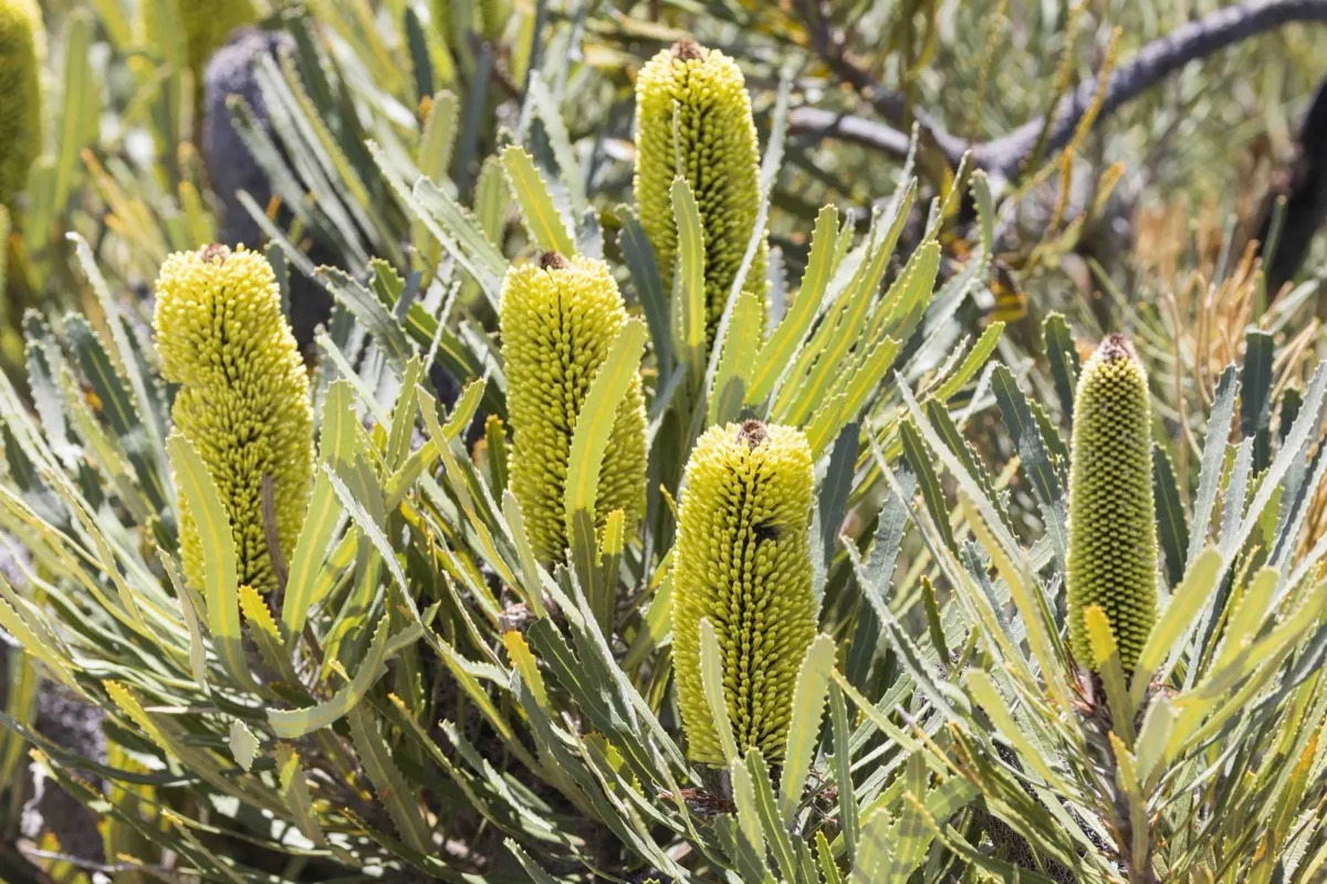 Candlestick banksia flower spike
