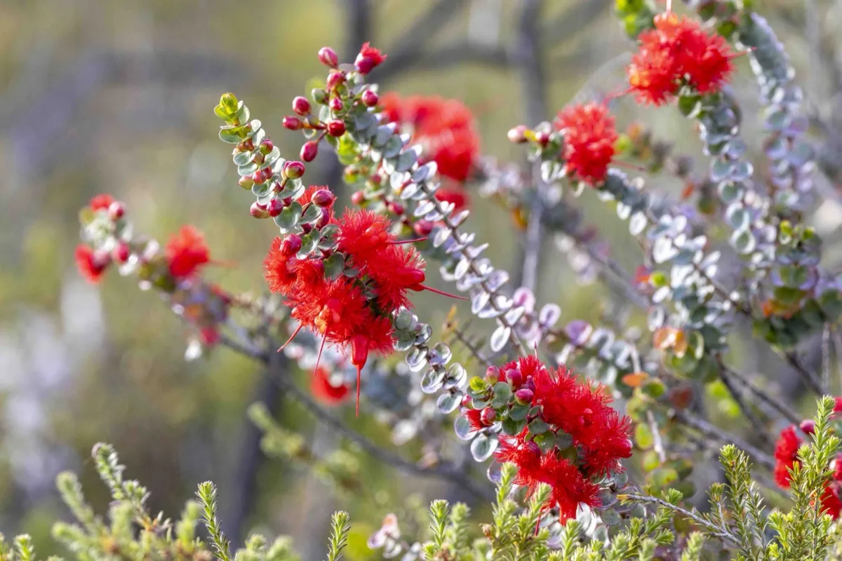 Regelia ciliata in flower