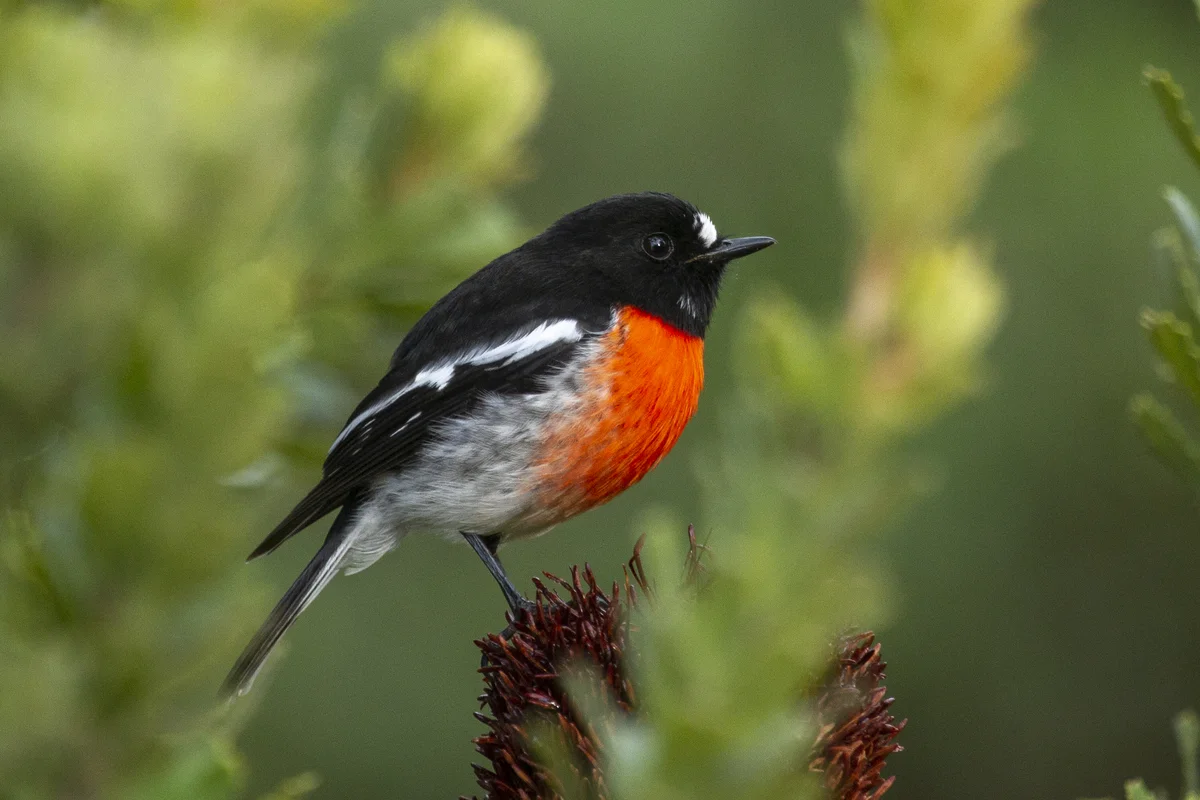 Scarlet robin, Kangaroo Island
