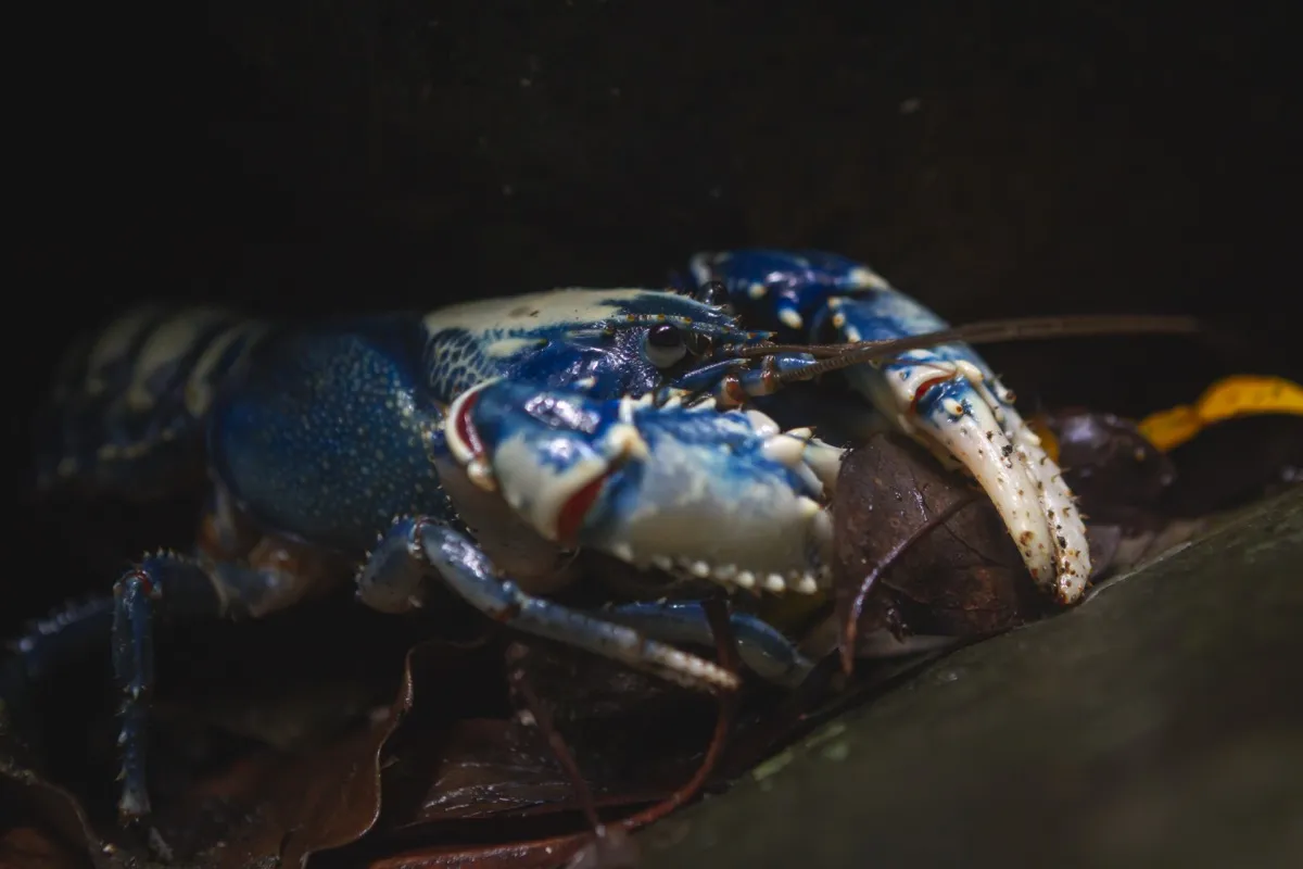 Lamington spiny crayfish, Lamington National Park