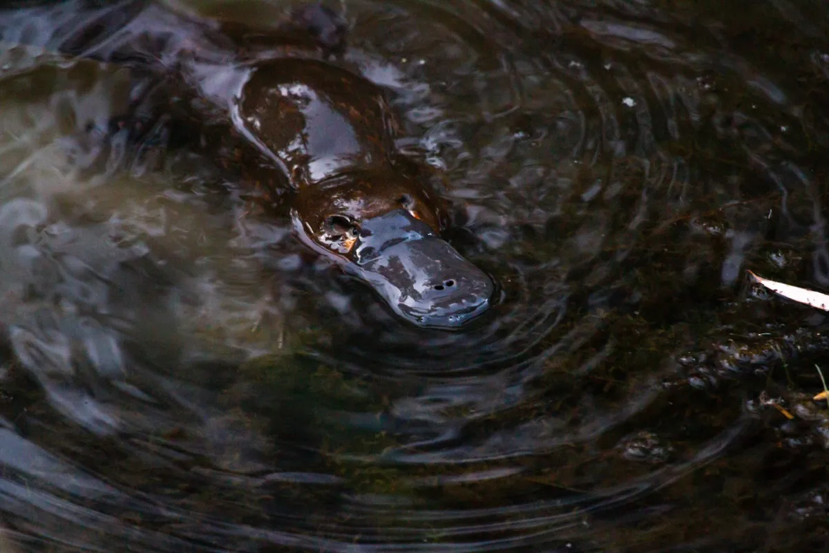 Platypus (Ornithorhynchus anatinus), Carnarvon Gorge, Queensland