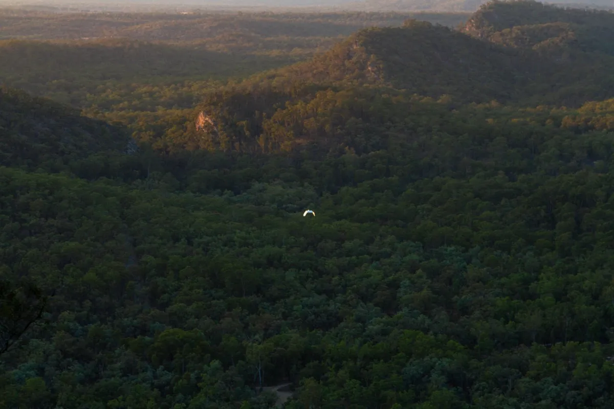 Sandstone cliffs of Carnarvon Gorge National Park, Queensland