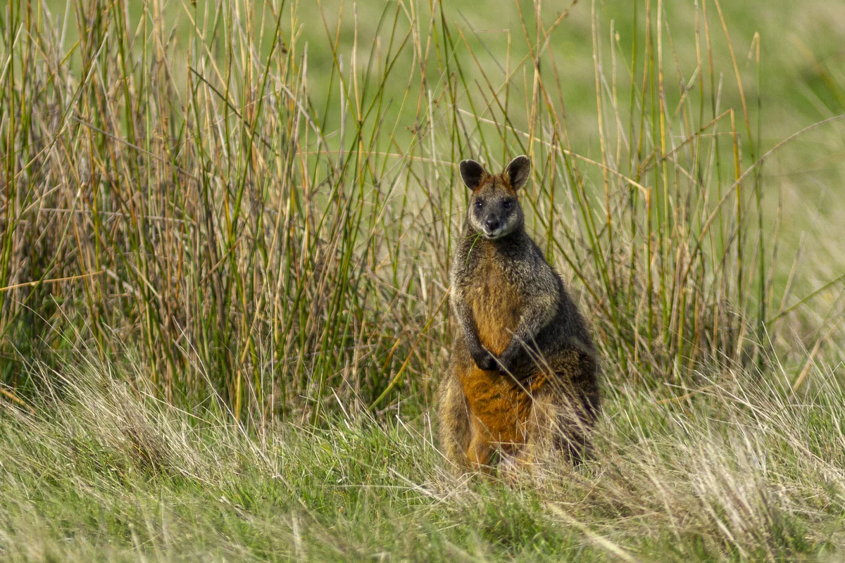 Swamp wallaby, Australia