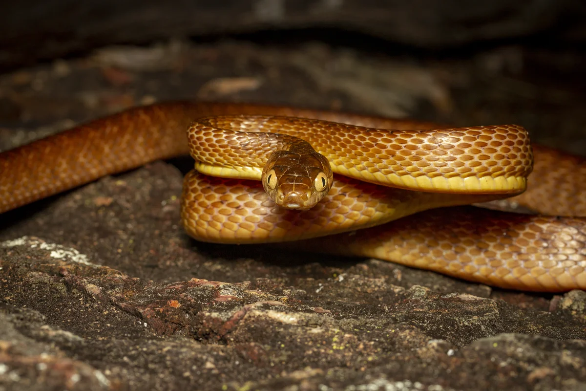 Tree snake, Australia
