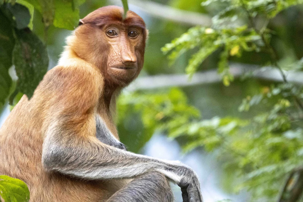 Female proboscis monkey, Borneo