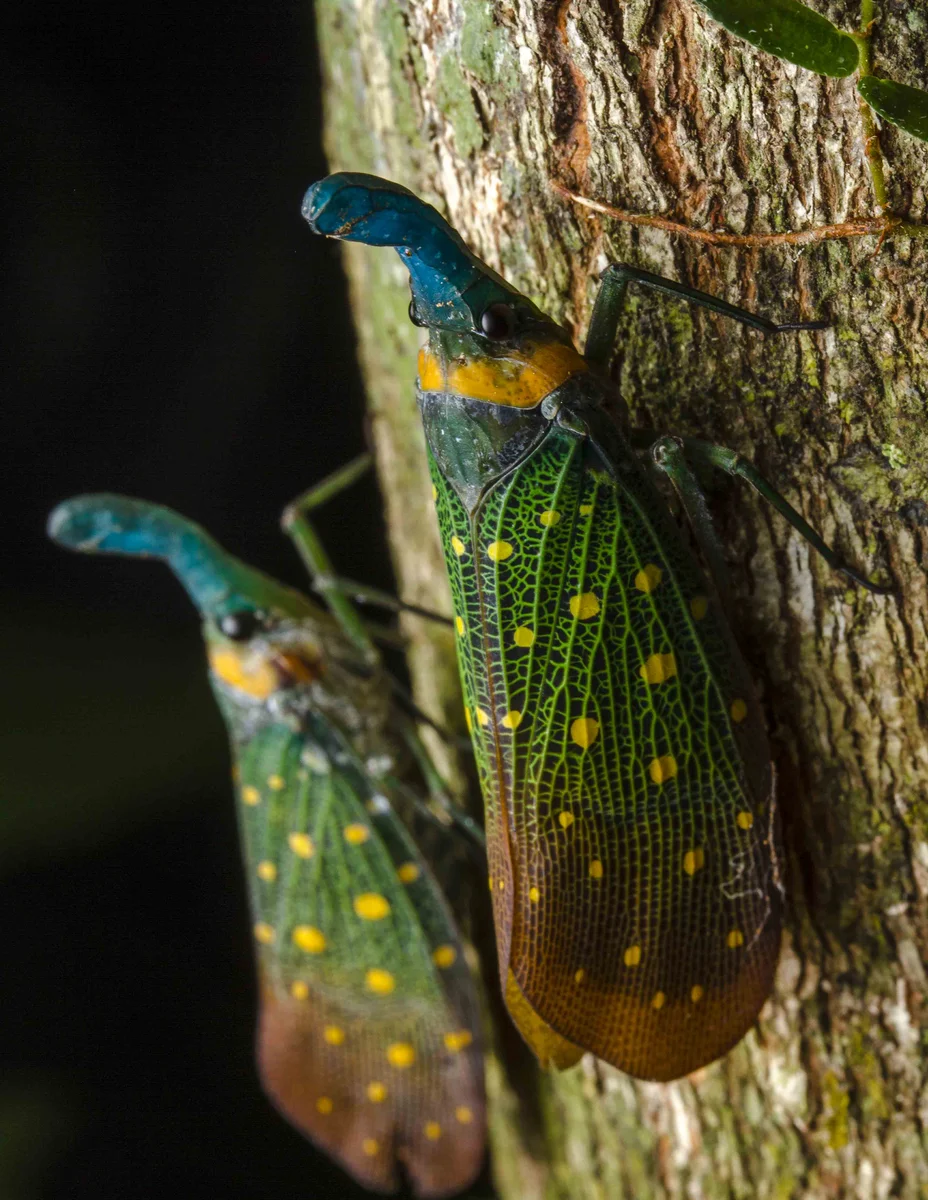 Lantern bug, Borneo
