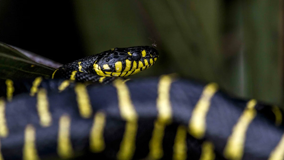 Mangrove cat snake, Borneo