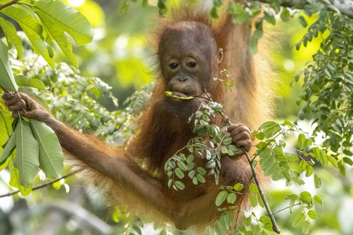 Baby orangutan, Borneo