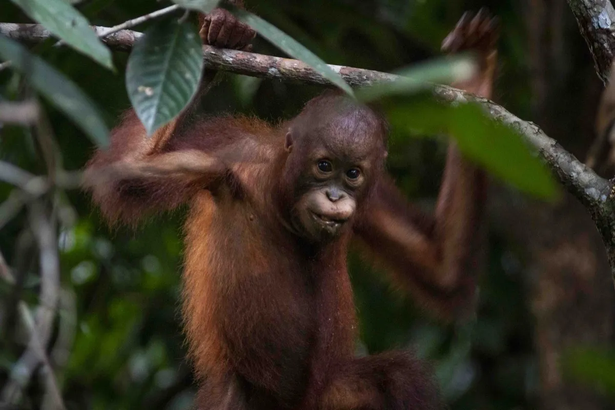 Juvenile orangutan, Borneo