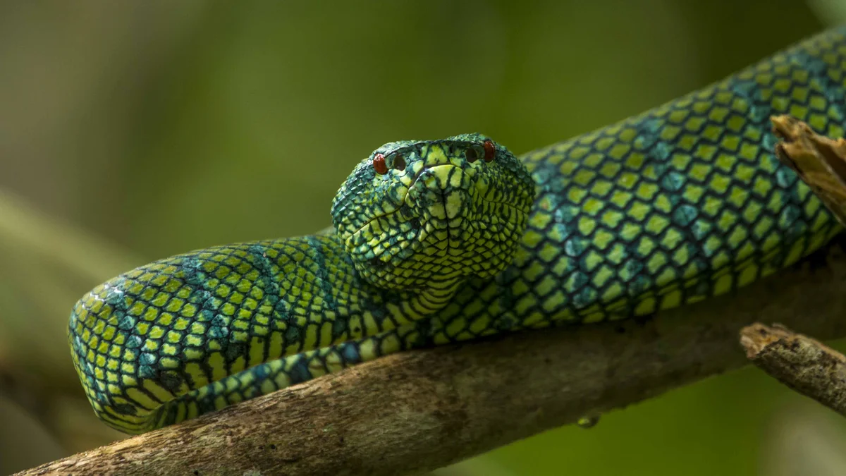 Pitviper on a branch, Borneo