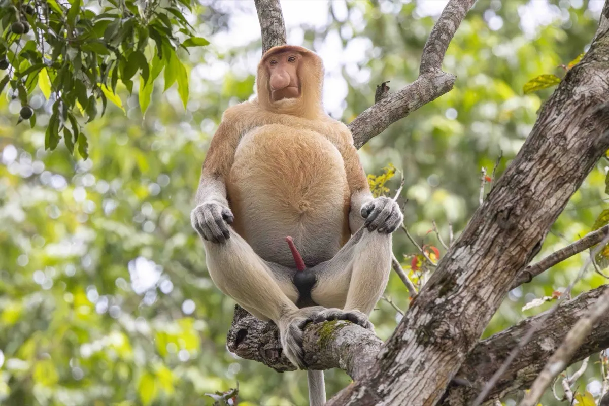 Male proboscis monkey, Kinabatangan River, Borneo