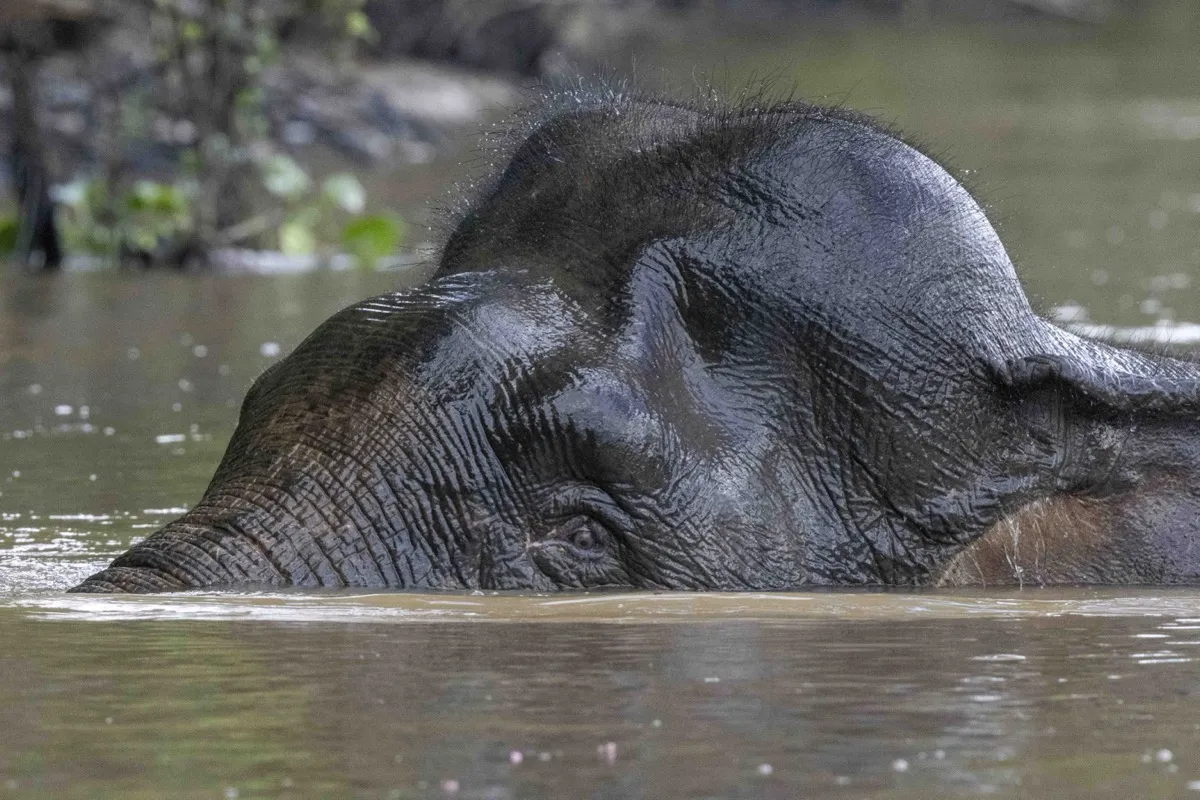 Bornean pygmy elephant, Kinabatangan River