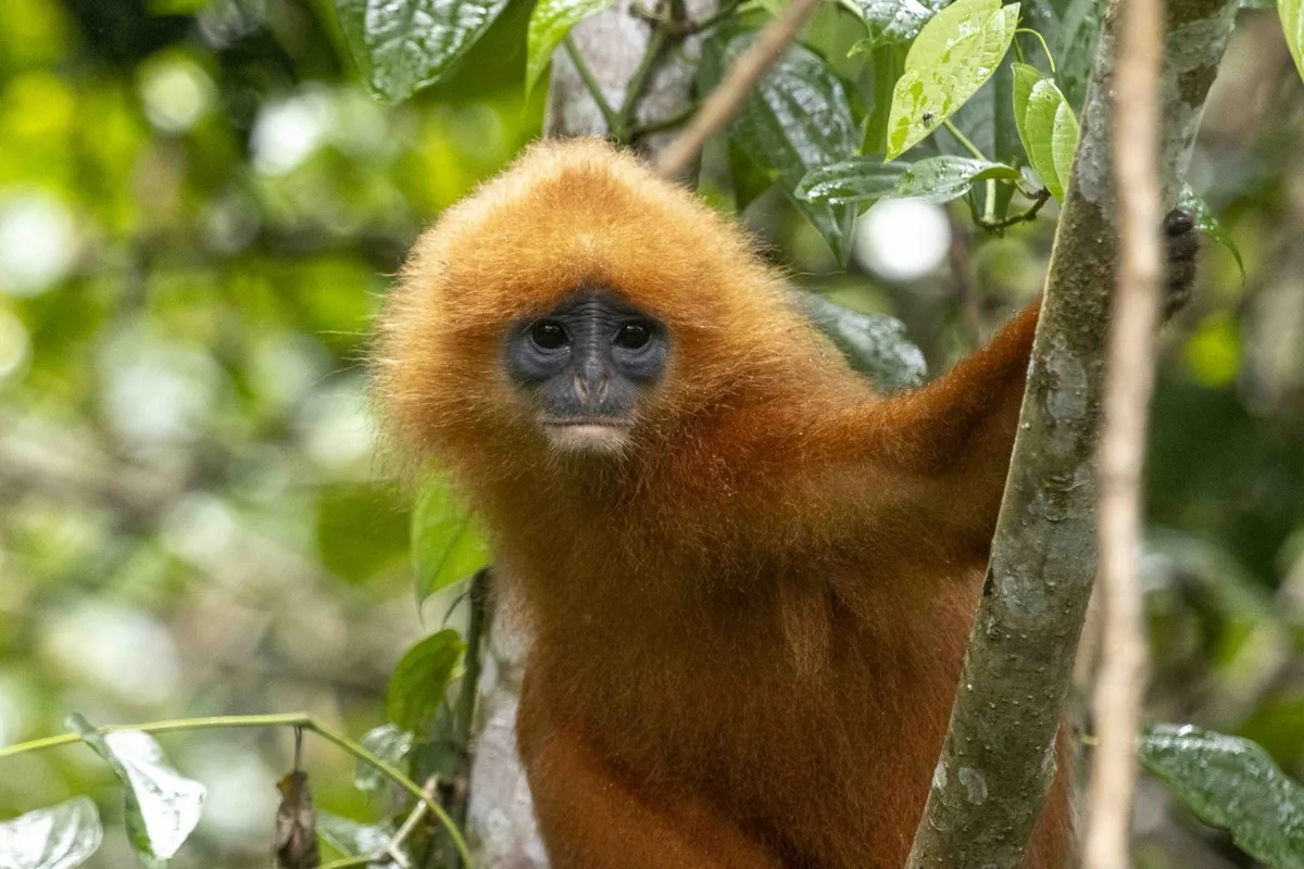 Red leaf monkey, Borneo
