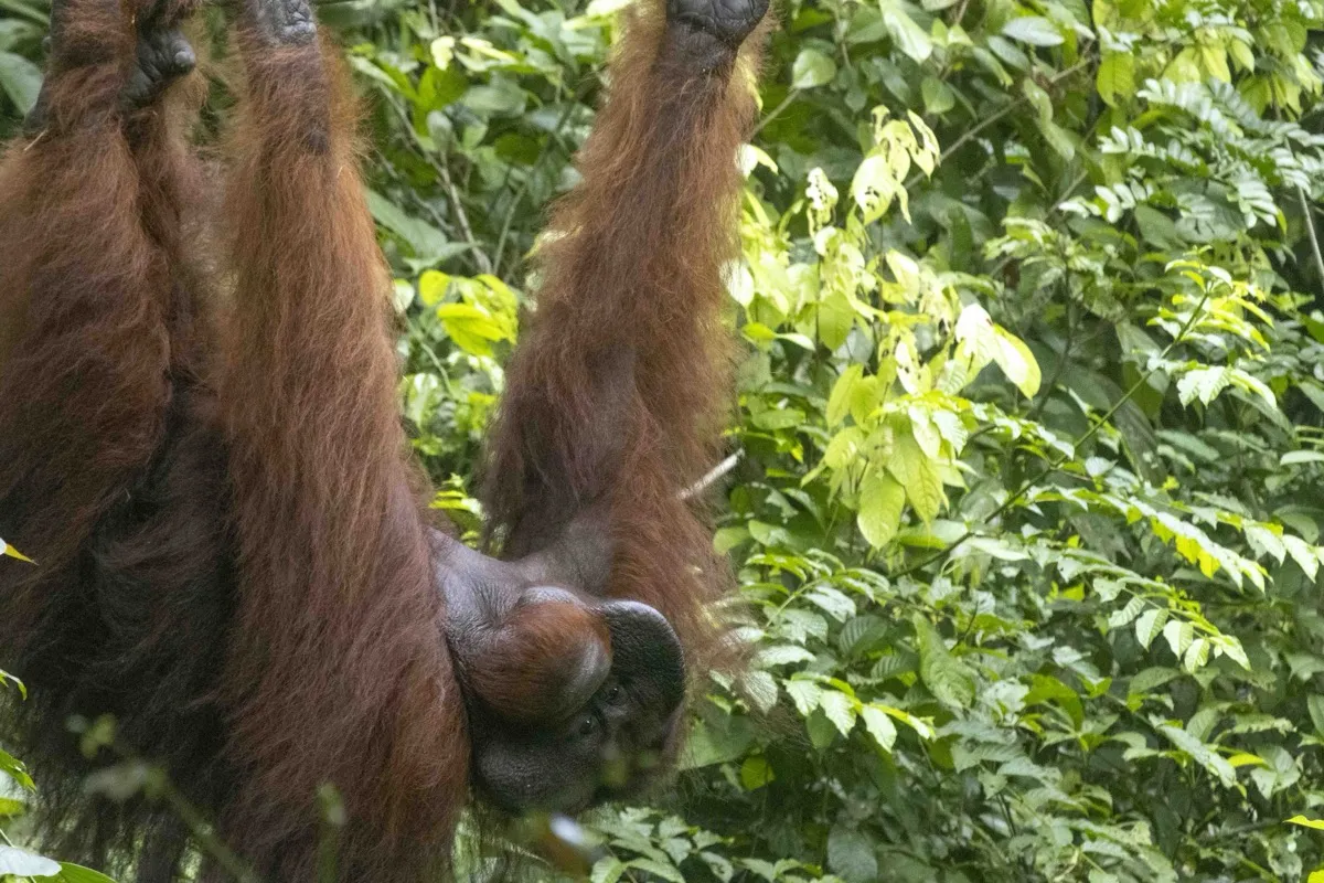 Orangutan, Sepilok, Borneo