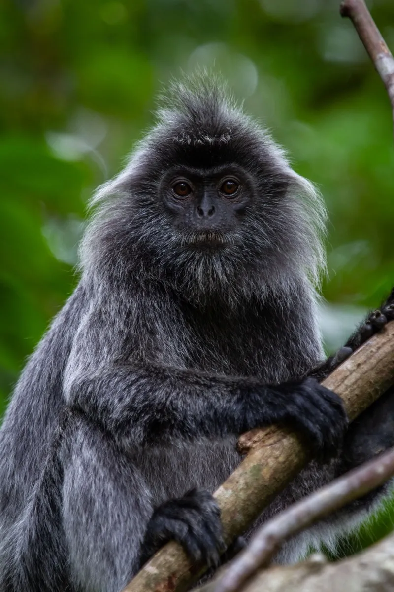 Silvered langur, Bako National Park, Borneo