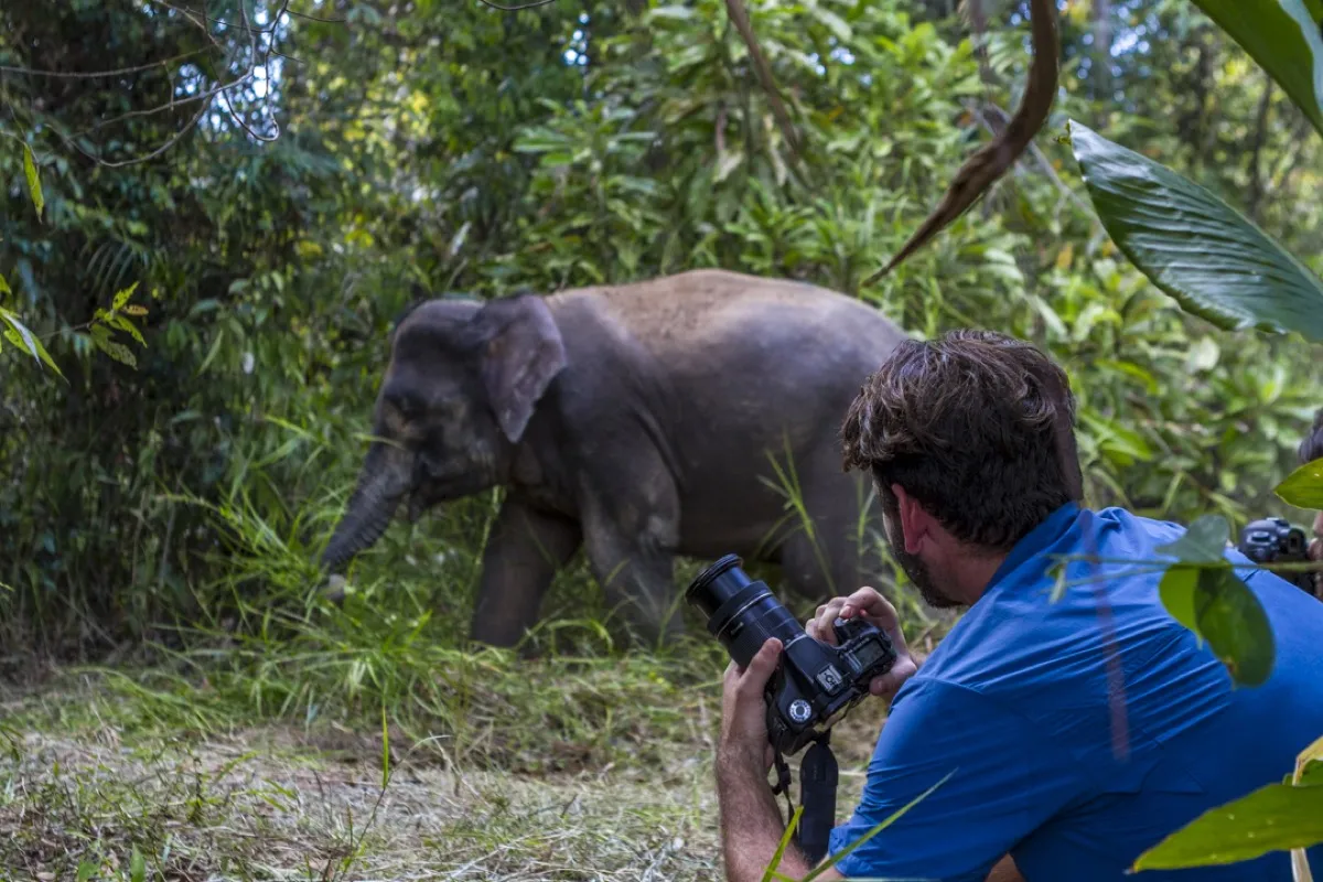 Sonny Royal observing an elephant, Borneo