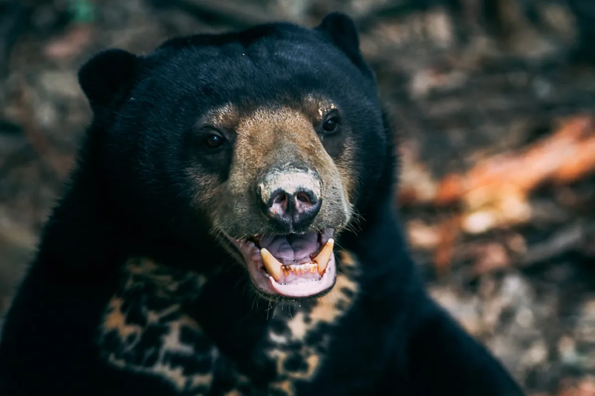 Sun bear, Sepilok conservation centre, Borneo