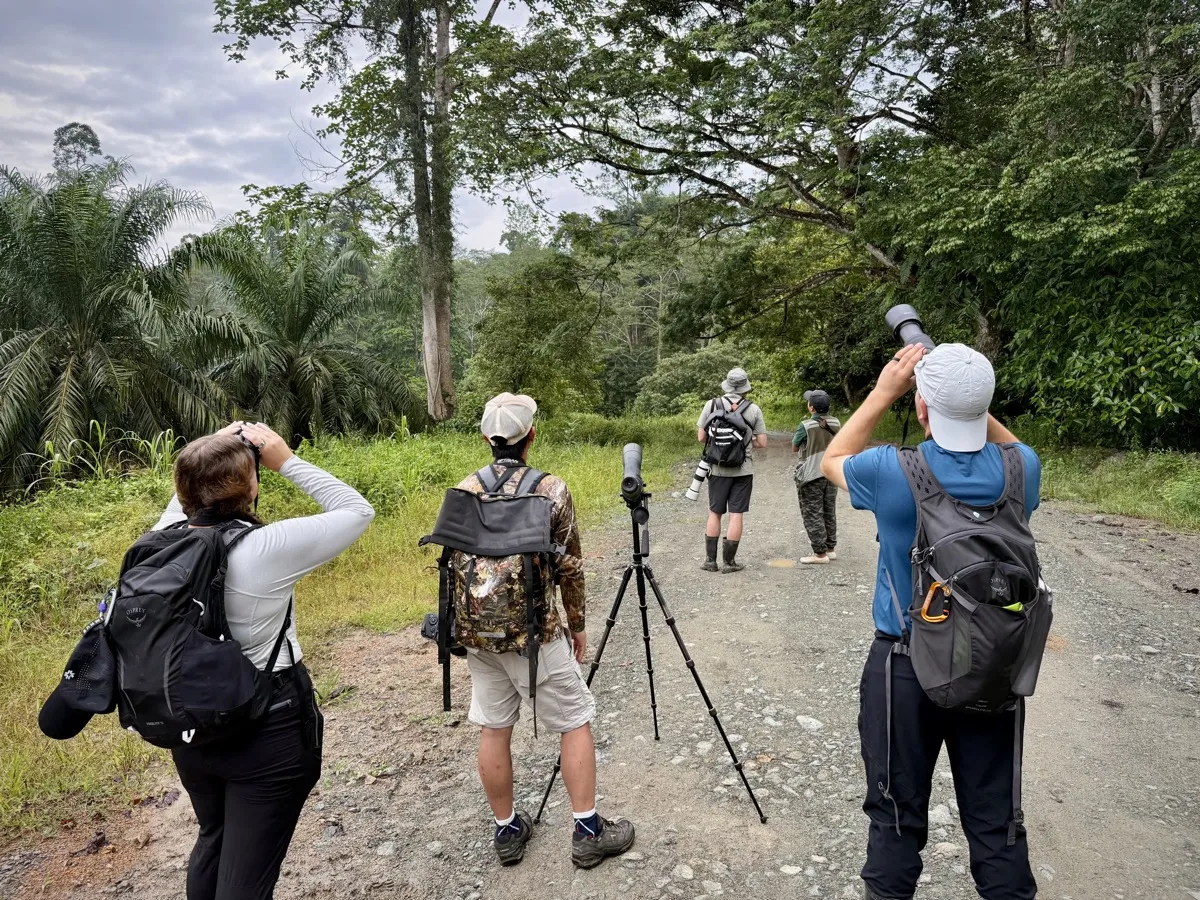 Wildlife watching, Tabin Wildlife Reserve, Sabah, Borneo