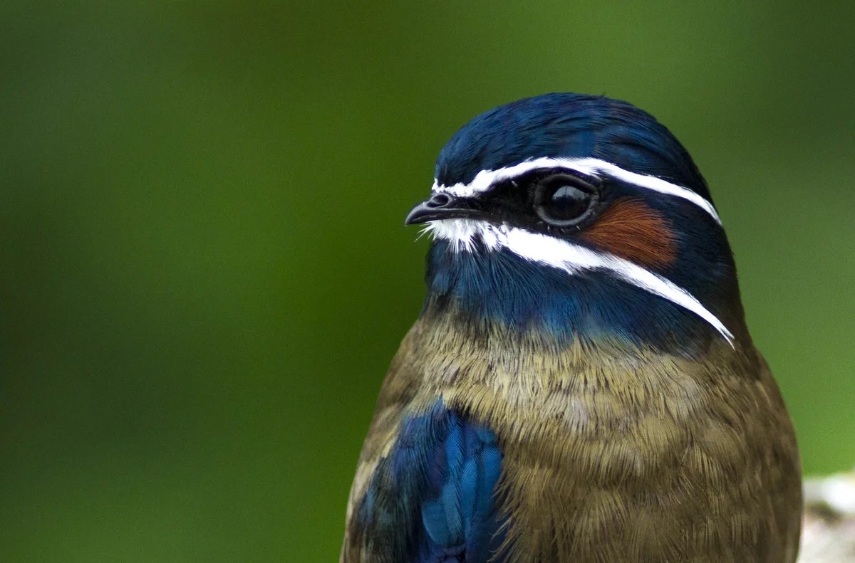 Whiskered tree swift, Borneo