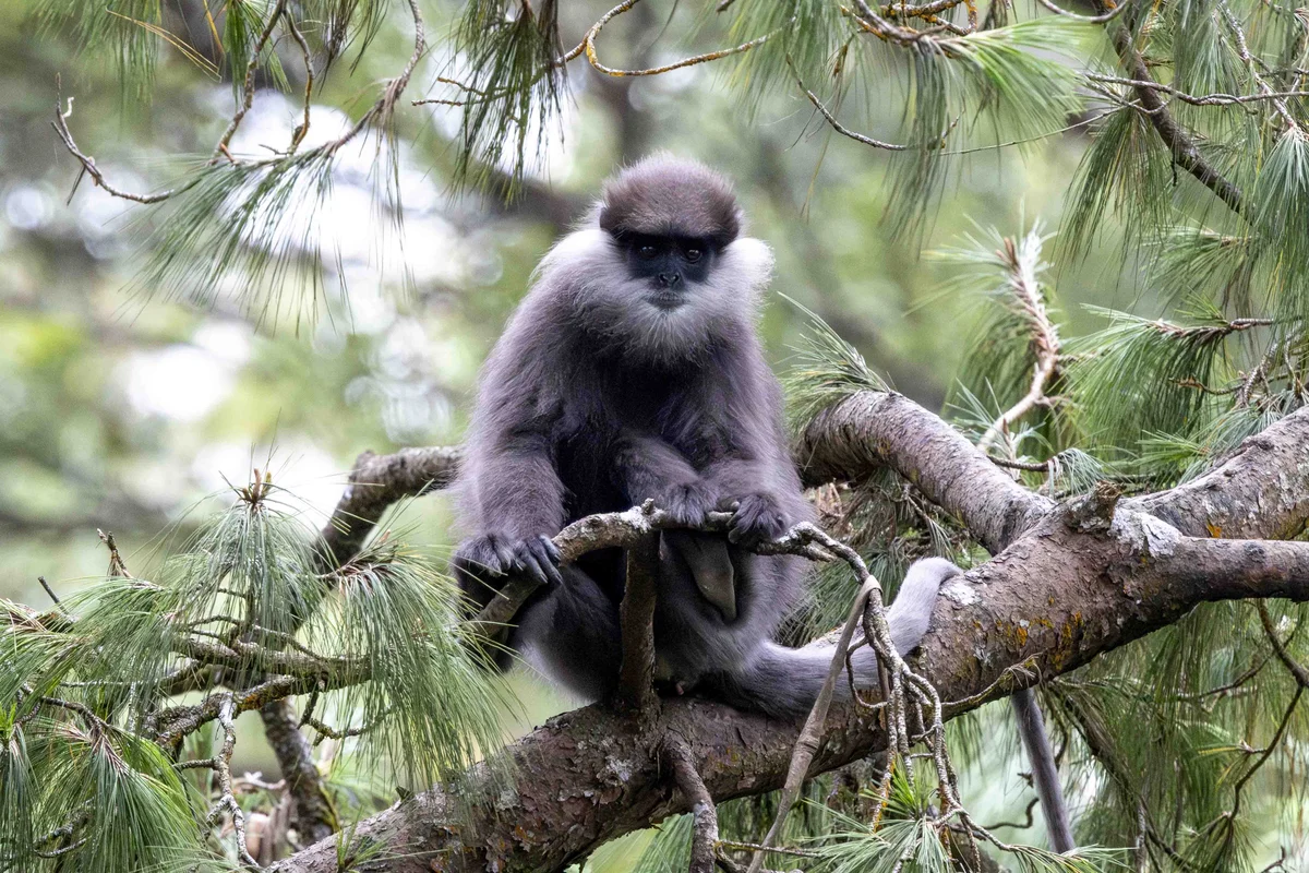 Purple-faced langur, Horton Plains, Sri Lanka