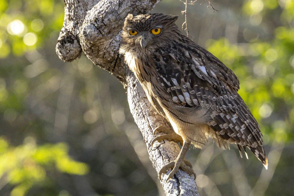 Brown fish owl, Kumana NP, Sri Lanka