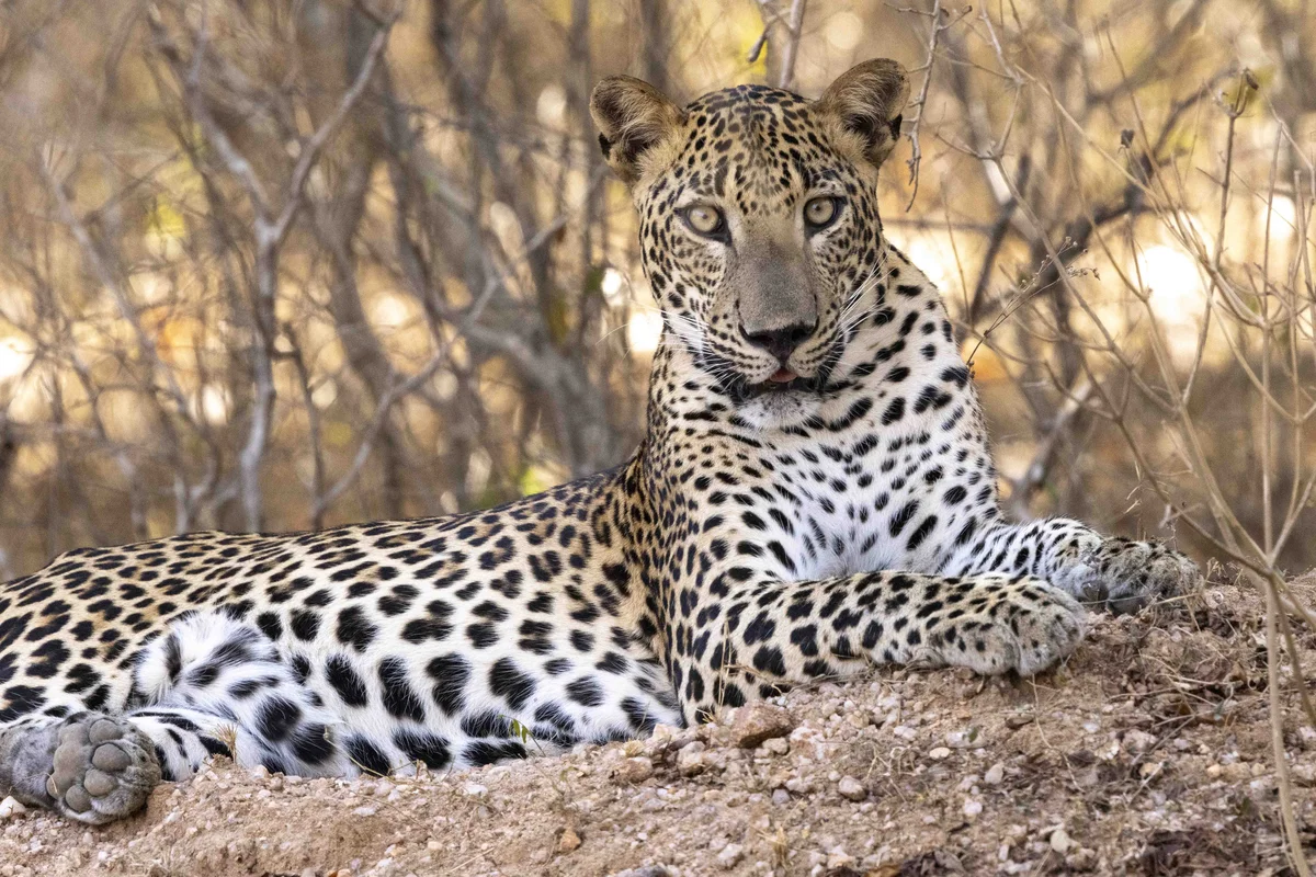 Sri Lankan wildlife in natural habitat