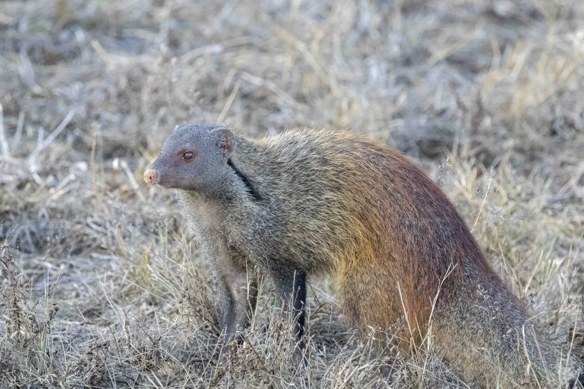 Stripe-necked mongoose, Kumana National Park, Sri Lanka
