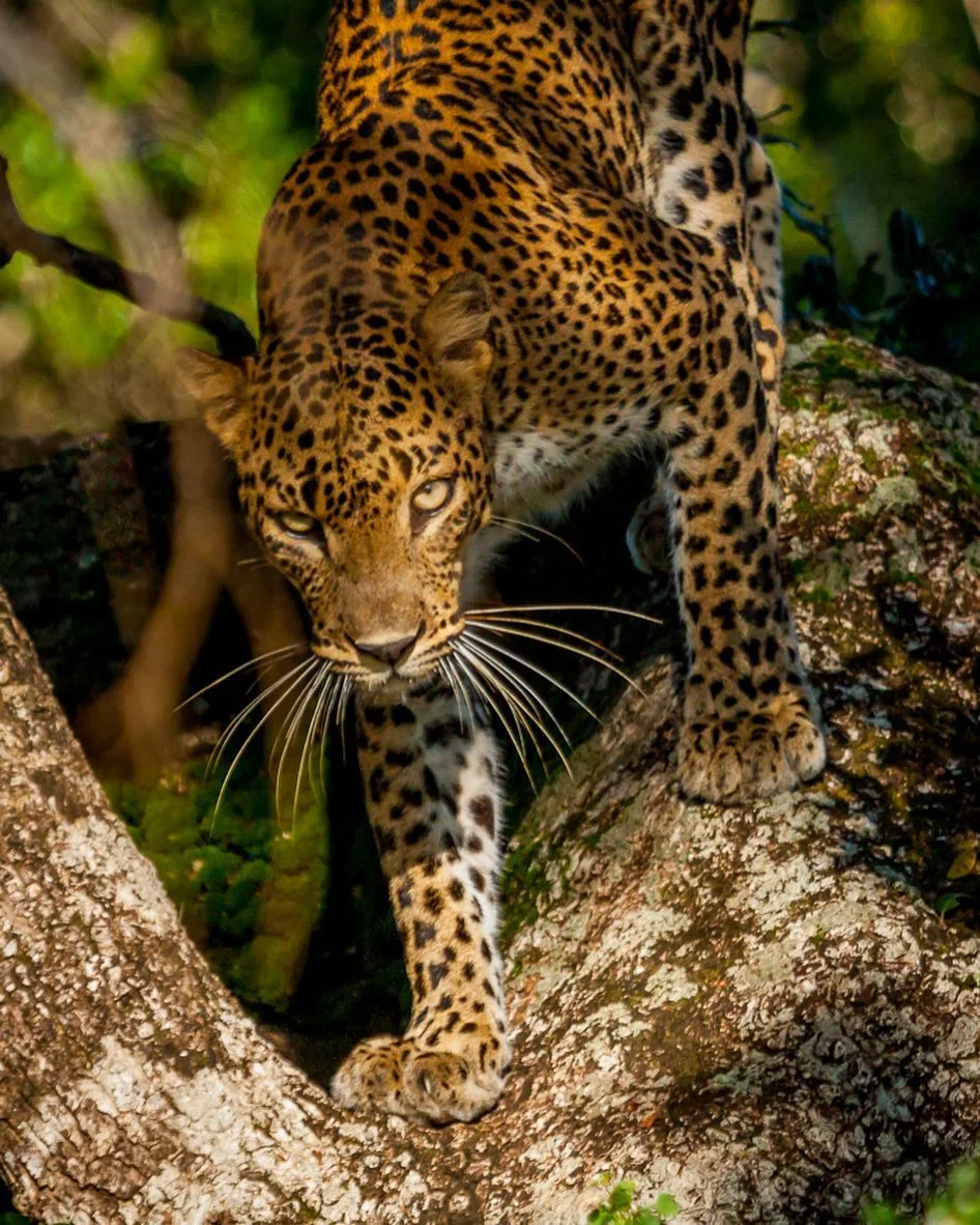 Sri Lankan leopard
