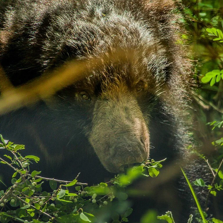 Sloth bear, Sri Lanka
