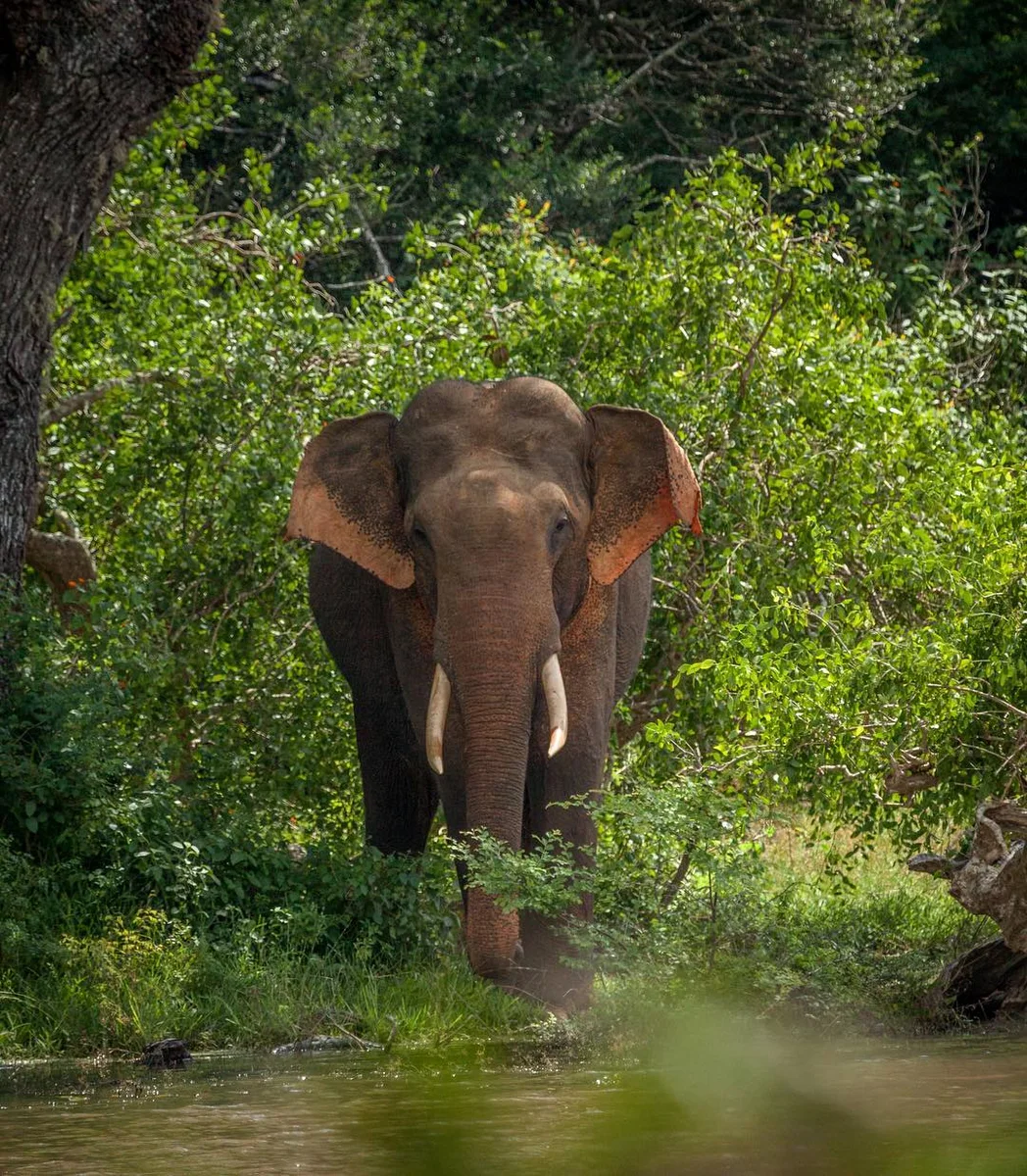 Elephant, Yala National Park, Sri Lanka
