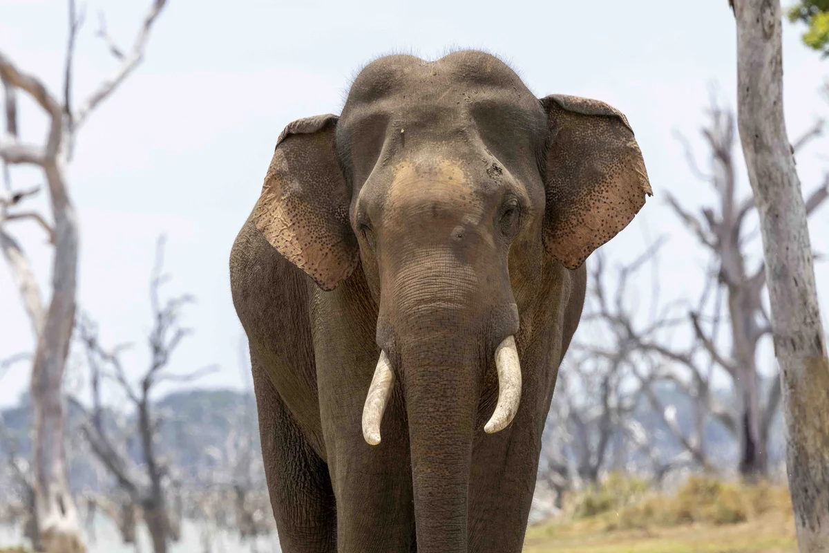 Elephant, Yala National Park, Sri Lanka